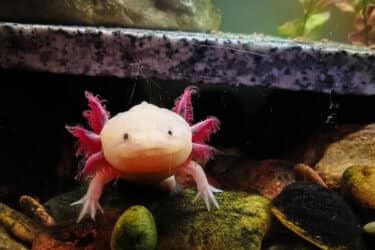 L’axolotl o assolotto, la salamandra messicana che sembra uscita da un cartone animato
