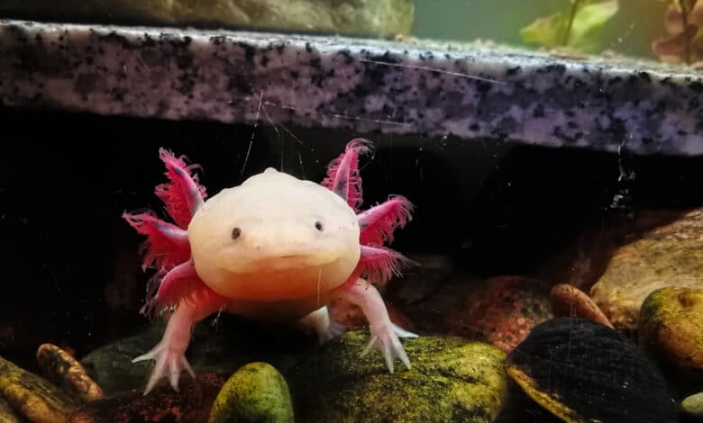 axolotl