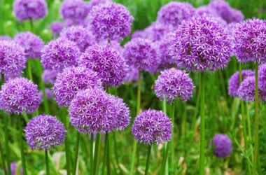 Allium: un bulbo che produce dei magnifici fiori dal forte odore di aglio