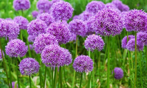 Allium: un bulbo che produce dei magnifici fiori dal forte odore di aglio