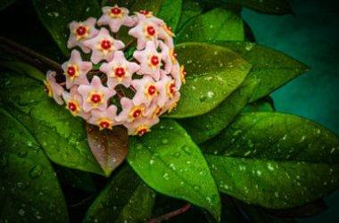 Hoya, aussi appelée fleur de cire : une plante au grand potentiel décoratif