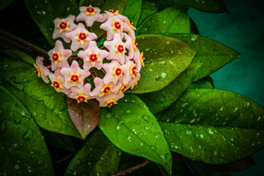 Hoya, detta anche fiore di cera: una pianta dal grande potenziale decorativo