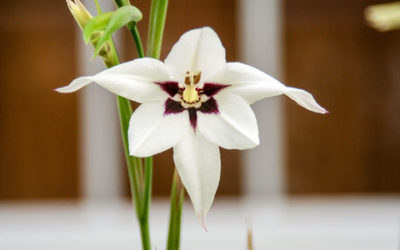 Acidanthera: caratteristiche e cura di questa bulbosa dagli eleganti fiori bianchi