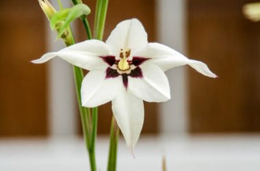 Acidanthera: caratteristiche e cura di questa bulbosa dagli eleganti fiori bianchi