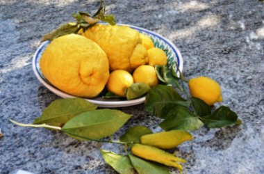 Guida al cedro: proprietà, utilizzi in cucina e tradizioni