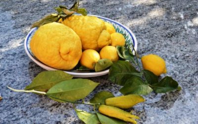 Guida al cedro: scopriamo le proprietà e gli utilizzi in cucina di questo agrume particolare