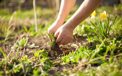 Piante infestanti e terreno: ecco alcune piante che ci dicono molto del nostro giardino