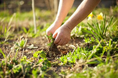 Piante infestanti e terreno: ecco alcune piante che ci dicono molto del nostro giardino