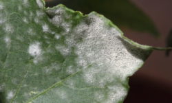 Oidio: che cos’è e come si manifesta questo fungo e quali metodi naturali per combatterlo