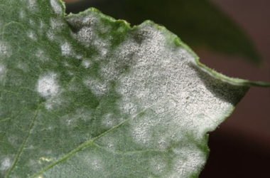 Oidio: che cos’è e come si manifesta questo fungo e quali metodi naturali per combatterlo