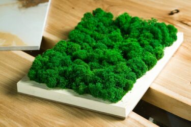 Il muschio: prezioso micro-ecosistema da salvaguardare