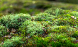 Il muschio: prezioso micro-ecosistema da salvaguardare