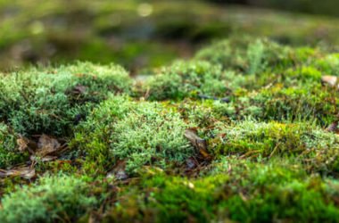 Il muschio: prezioso micro-ecosistema da salvaguardare