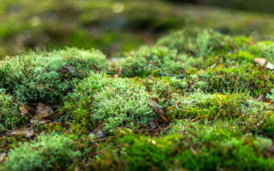 Il muschio: prezioso micro-ecosistema da salvaguardare