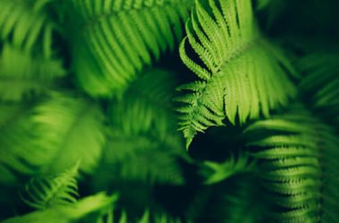 Felci: eleganti piante ornamentali che necessitano di umidità