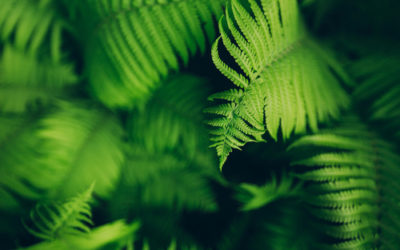 Felci: eleganti piante ornamentali che necessitano di umidità