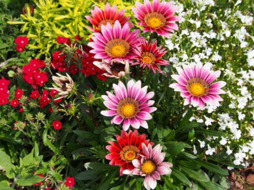 Gazania, come si cura questa pianta dai fiori simili alle margherite