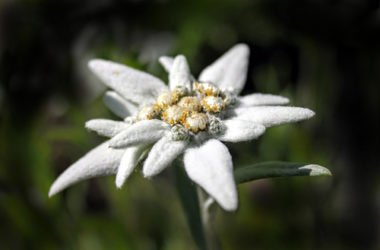 Stella alpina: scopriamo la sua leggenda e di quali cure ha bisogno