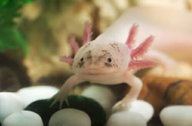 Tutti pazzi per l’axolotl o assolotto, la salamandra messicana che sembra uscita da un cartone animato
