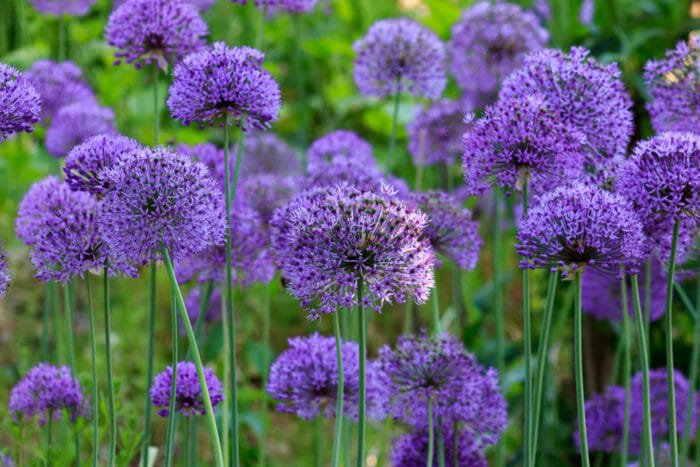 allium