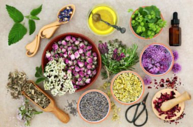 Erbe medicinali: l’elenco completo e la guida all’utilizzo