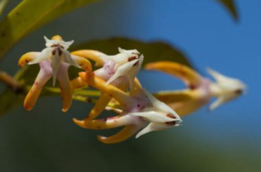 Hoya, detta anche fiore di cera: scopriamo tutto su questi fiori ad ombrello dall’odore dolciastro