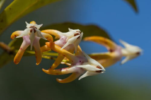 Hoya multiflore 