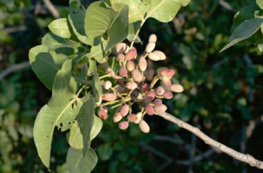 Una specialità alimentare unica: il pistacchio di Bronte, l’oro verde della Sicilia