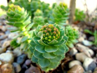 Giardino roccioso: come si realizza e con quali piante e materiali