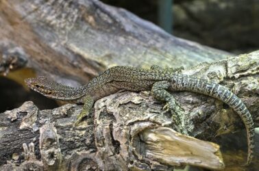 Lucertola: tutto quello che c’è da sapere su questo simpatico rettile