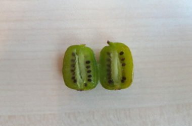 Nergi, il nuovo superfood è come un baby kiwi, dolcissimo e ricco di vitamine