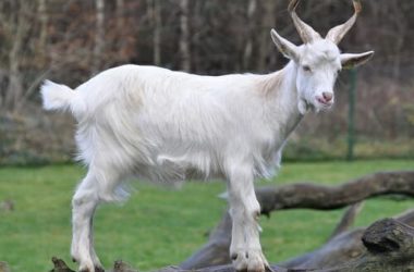 Allevare una capra domestica: un animale da compagnia che qualcuno definisce il nuovo miglior amico dell’uomo