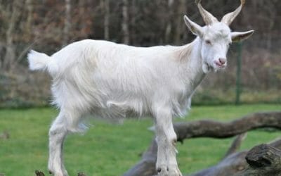 Allevare una capra domestica: un animale da compagnia che qualcuno definisce il nuovo miglior amico dell’uomo