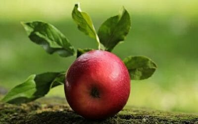 Mela: tante notizie, informazioni e curiosità su questo frutto