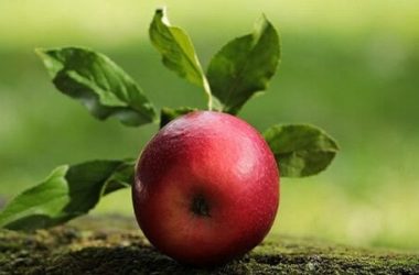 Mela: tante notizie, informazioni e curiosità su questo frutto