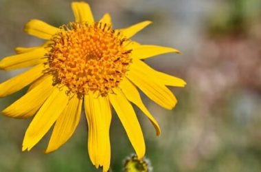 Quello che c’è da sapere sull’arnica gel, una crema dalle diverse, interessanti proprietà