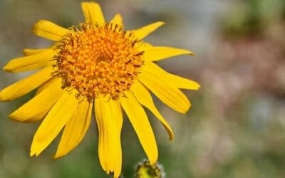 Quello che c’è da sapere sull’arnica gel, una crema dalle diverse, interessanti proprietà