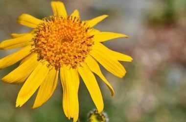 Quello che c’è da sapere sull’arnica gel, una crema dalle diverse, interessanti proprietà