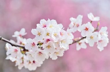 Dove e quando vedere i fiori di ciliegio, uno spettacolo naturale che non lascia indifferenti