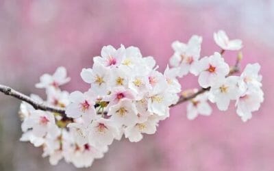 Dove e quando vedere i fiori di ciliegio, uno spettacolo naturale che non lascia indifferenti