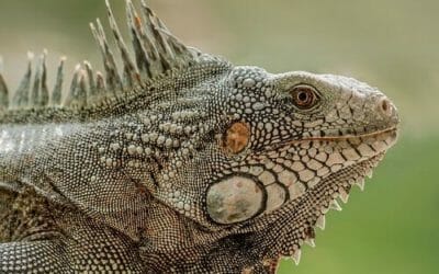 Iguana: sempre più popolare come animale domestico, ma lo conosciamo davvero?