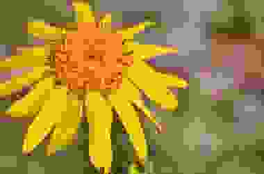 Quello che c’è da sapere sull’arnica gel, una crema dalle diverse, interessanti proprietà