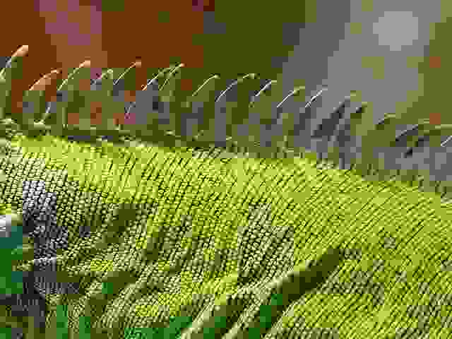 iguana