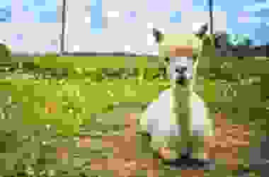 Alla scoperta dell’alpaca, diverso dal lama e noto per la sua lana pregiata