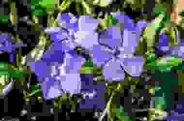 Scopriamo la pervinca, una pianta perenne dalle splendide fioriture e con diverse proprietà benefiche