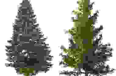 Simbolo di resistenza e longevità, il pino è un albero sempreverde con diverse proprietà curative