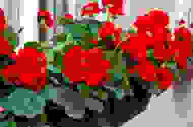 Come prenderci cura del Pelargonium, conosciuto anche come geranio