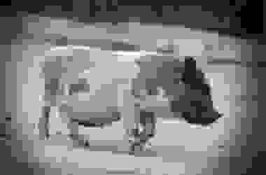 Il maialino nano è un animale domestico dolce e fedele… ed anche pulito!