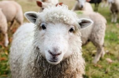 Una pecora come animale da compagnia? Vediamo prima quali sono le sue esigenze…