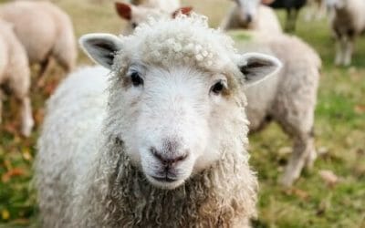 Una pecora come animale da compagnia? Vediamo prima quali sono le sue esigenze…